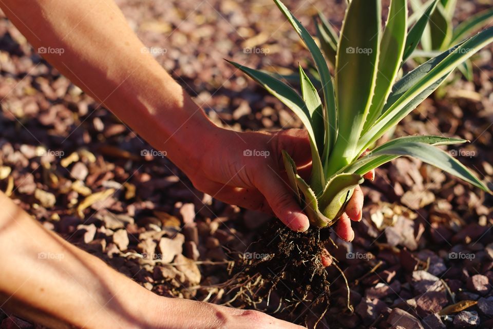 Planting Agave in the yard.