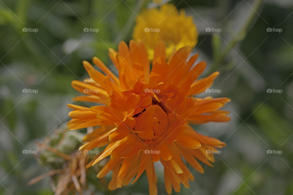 Autumn, orange flowers