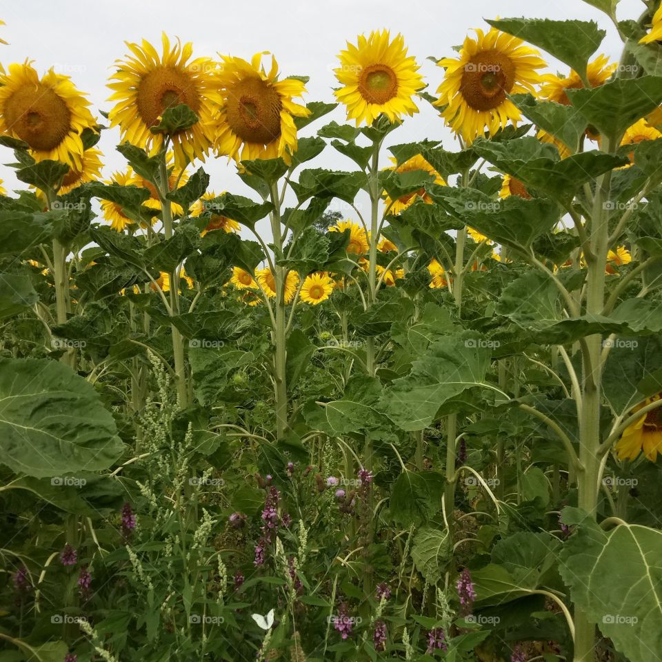 Sunflower - Sonnenblumen