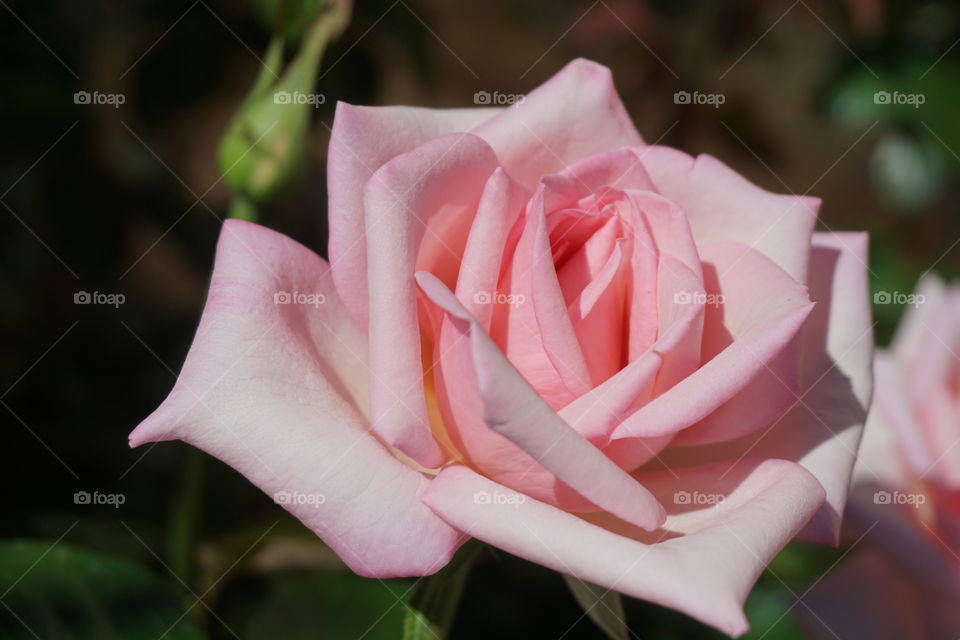 High angle view of Rose