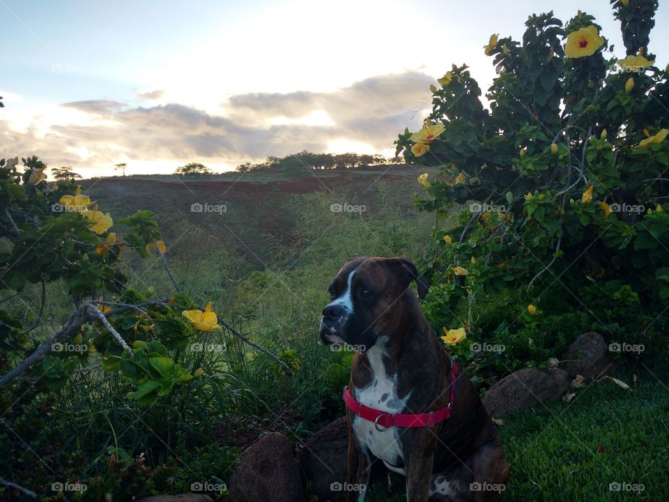 Hawaiian Boxer