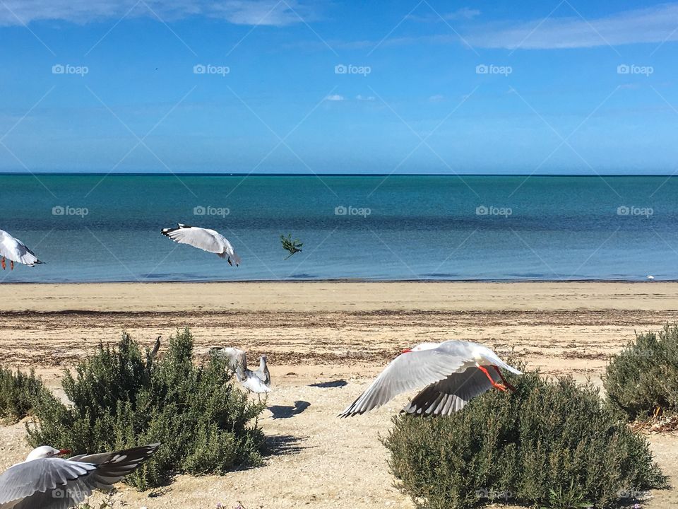 Seagulls in mid flight landing or flying low on South Australian remote bitch