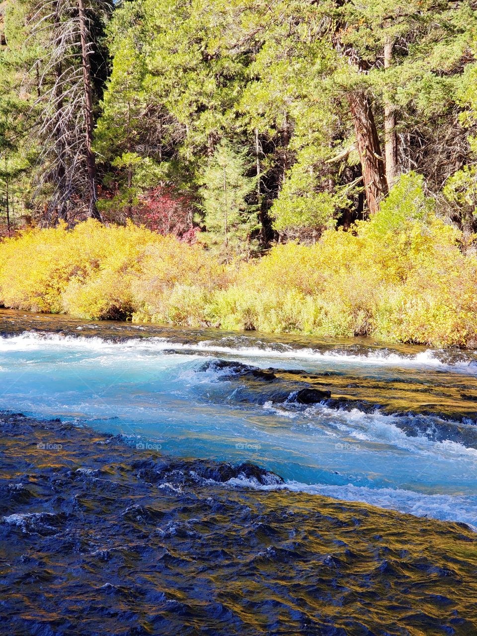 Stunning fall colors on the riverbanks of the turquoise waters of the Metolius River at Wizard Falls in Central Oregon on a sunny autumn morning. 