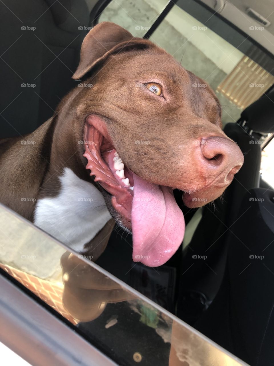 Essa é a nossa bebê Nutella, amor das nossas vidas! Super fotogênica, amamos tirar várias fotografias dela, modelo mais perfeita do mundo, sigam ela no Instagram @nutellabull6 ❤️