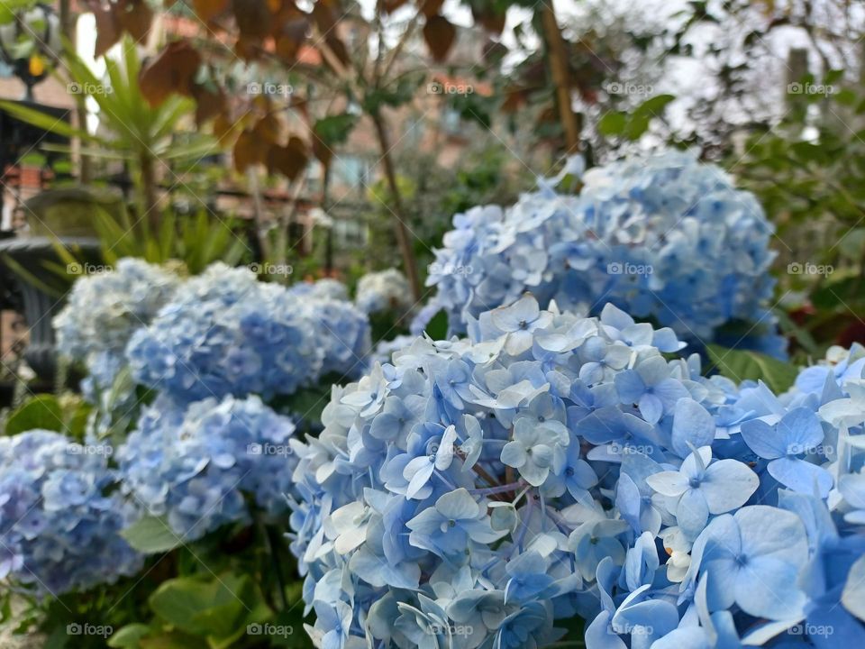 Macro shot of the Hydrangea.