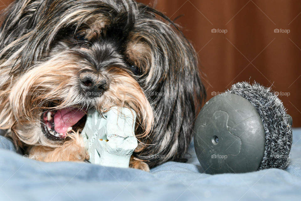 December Super Chewer Bark Box