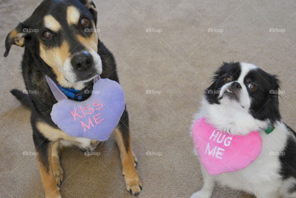 Two dogs with kiss me and hug me text on heart