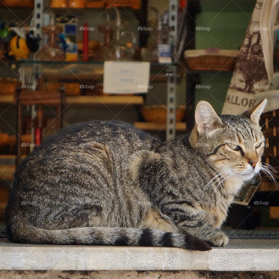 Little cat in Valdemossa shop