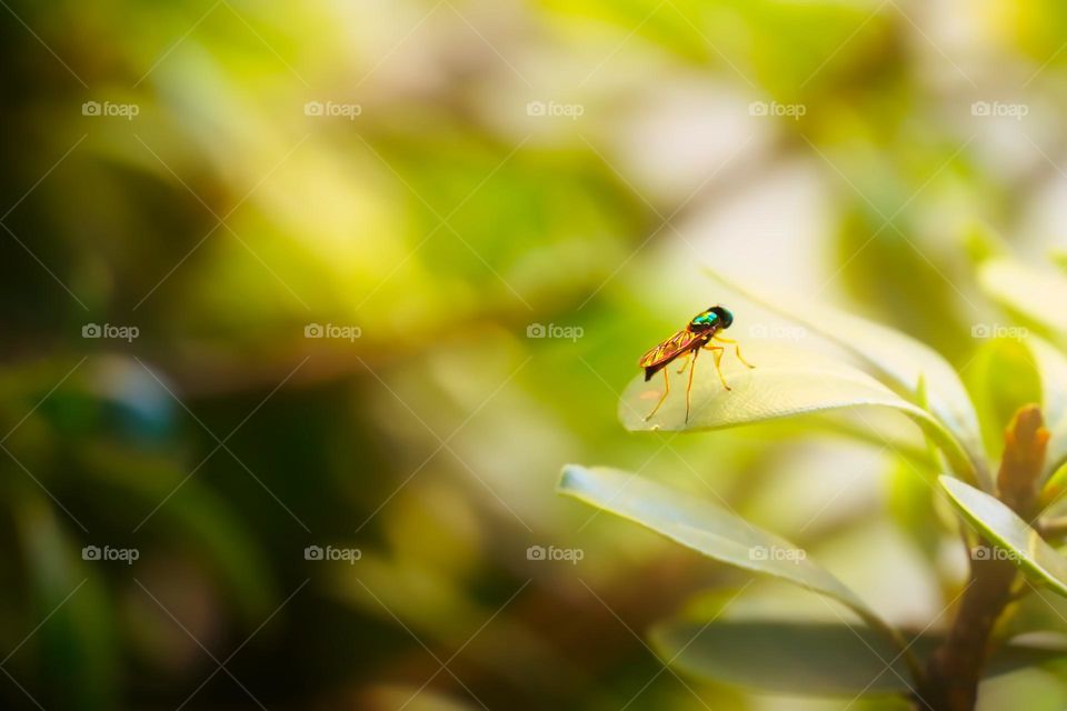 Little fly on the flower 