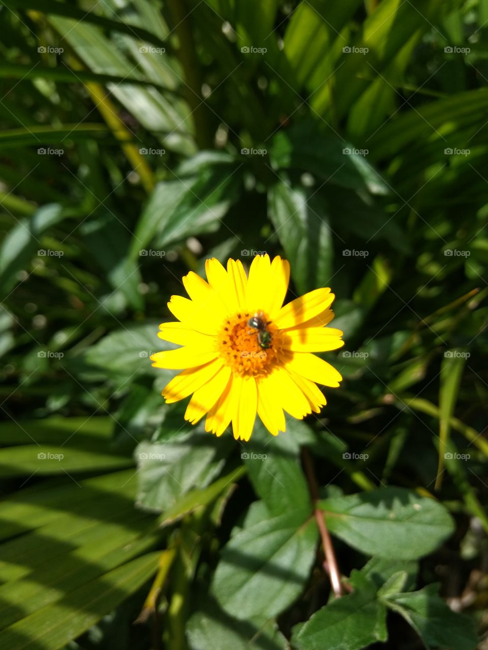 Yellow daisy