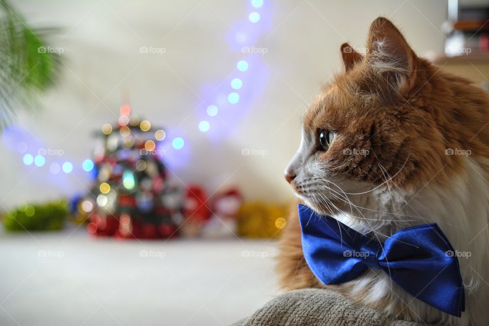 cat pet in blue bow tie and Christmas tree home winter time