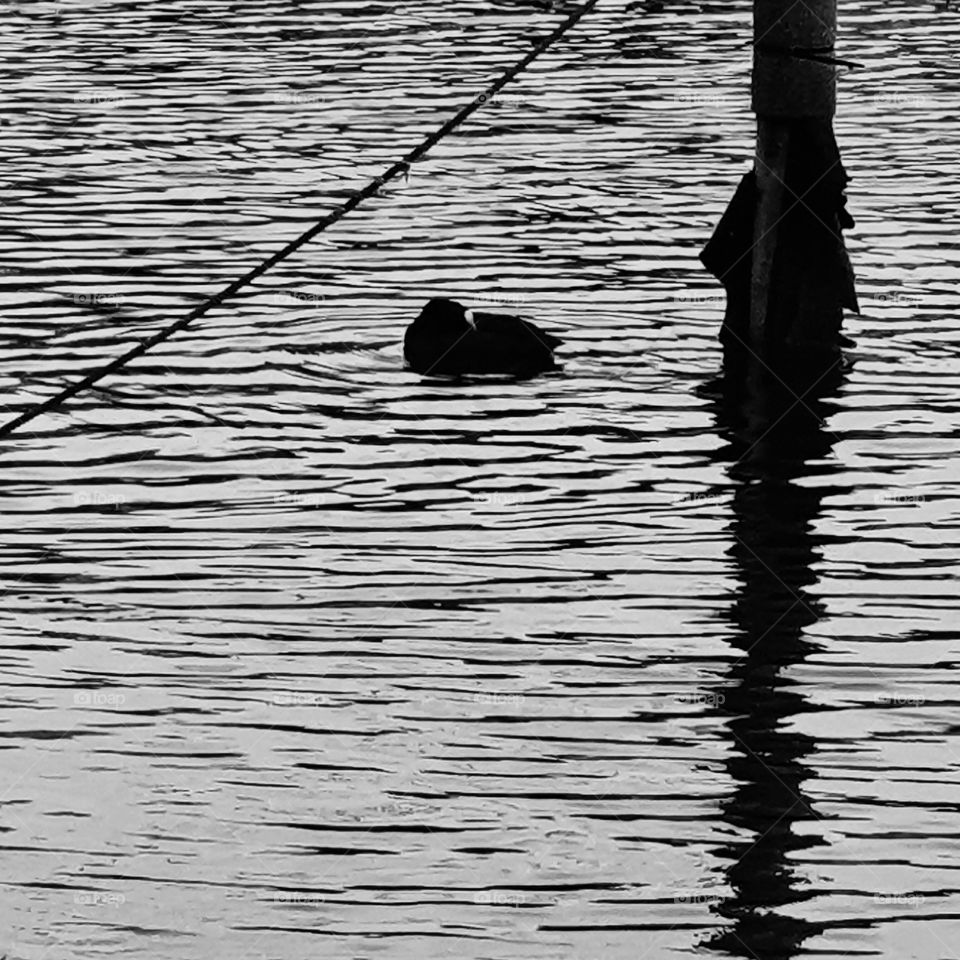 A coot in the lake, black and white.