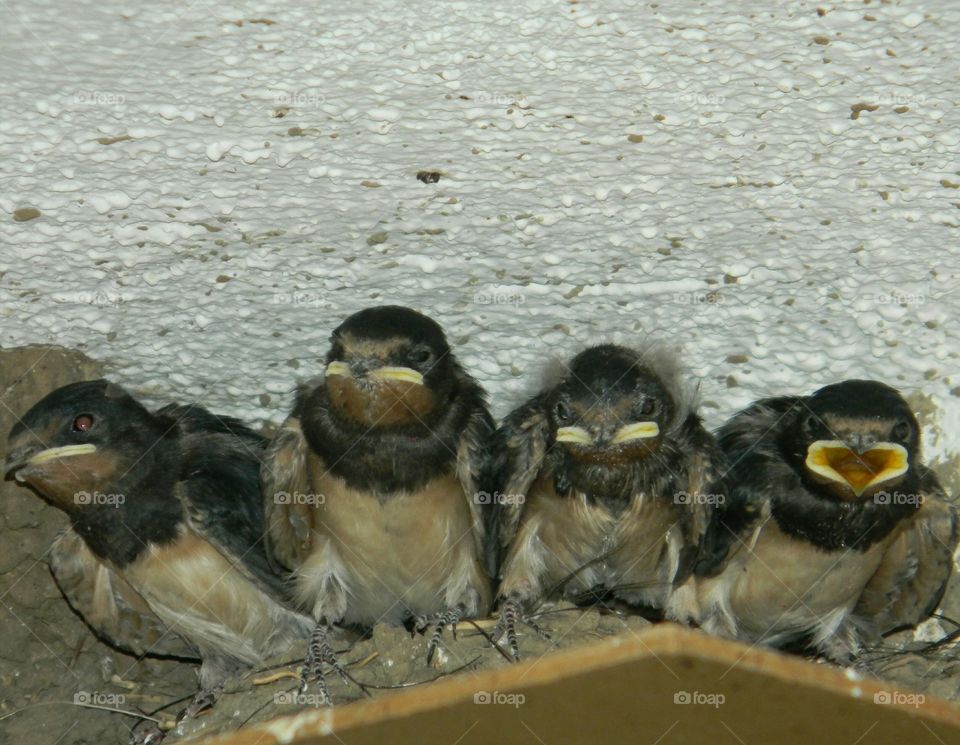 The nest of swallows