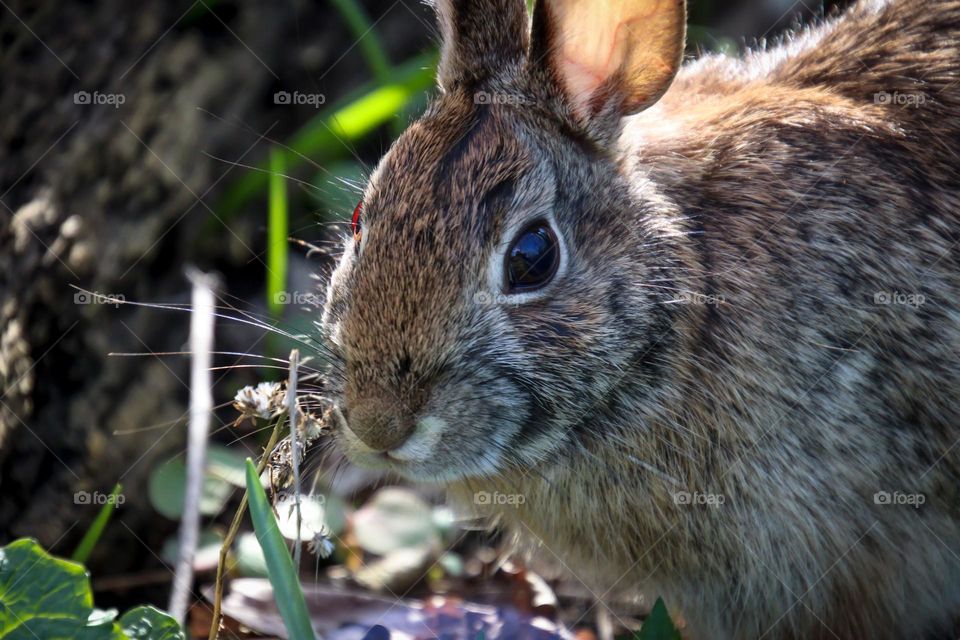 Rabbit in a wild