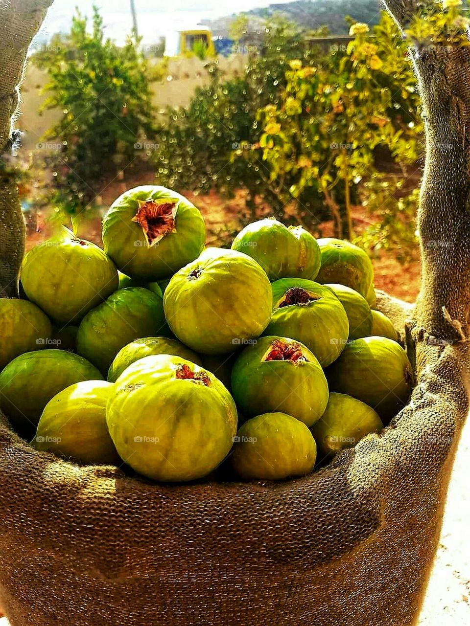 fig fruit