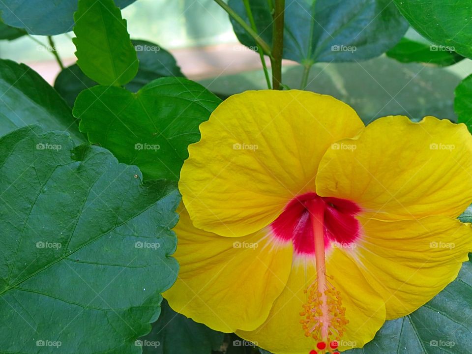 Bright Yellow Petals.