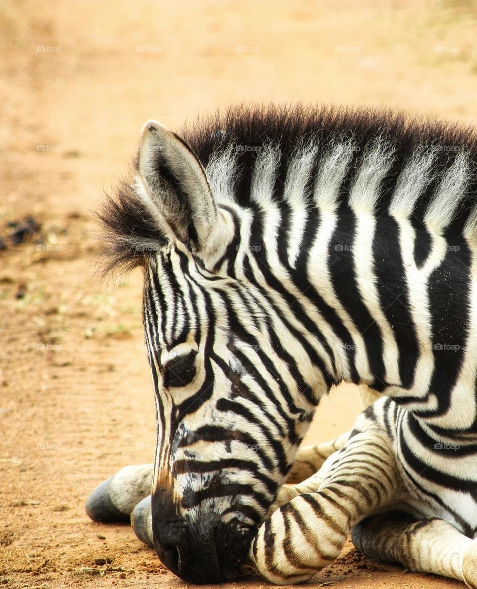 young zebra