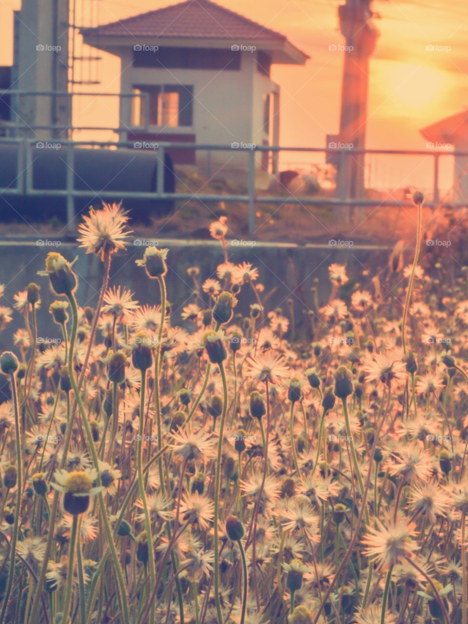 coatbuttons flower. flower in sunset garden