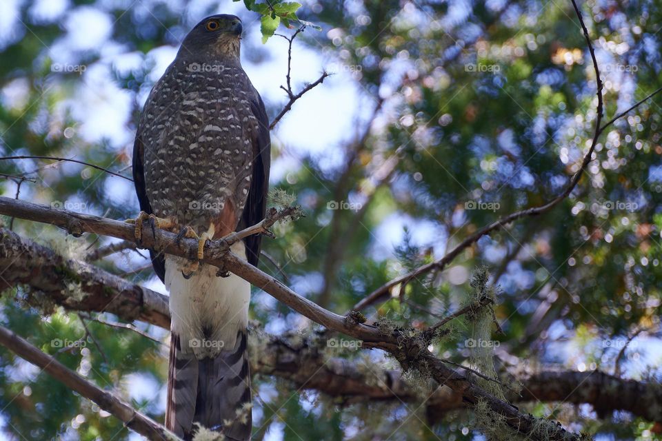 eaglet perched in a tree