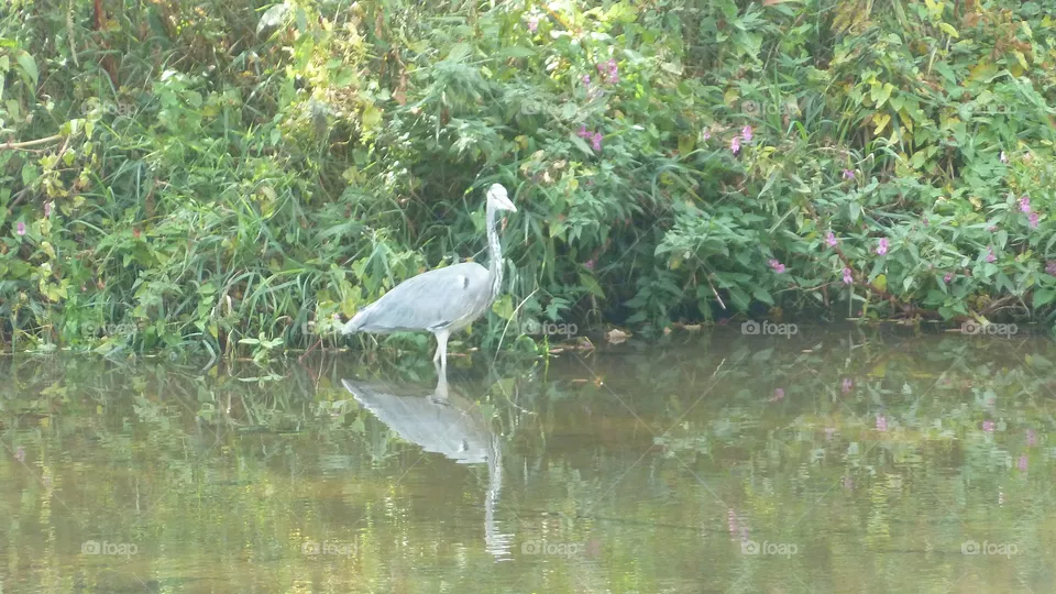 Graureiher am Fluss