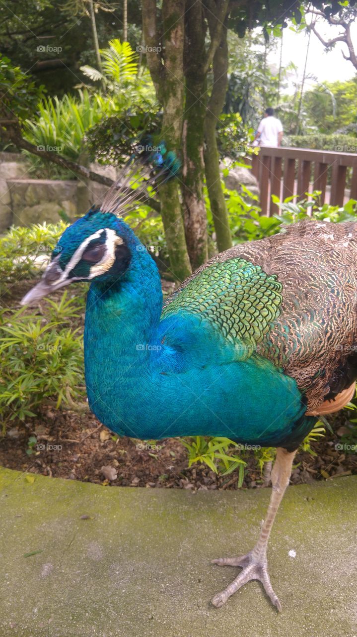 Majestic: Peacock