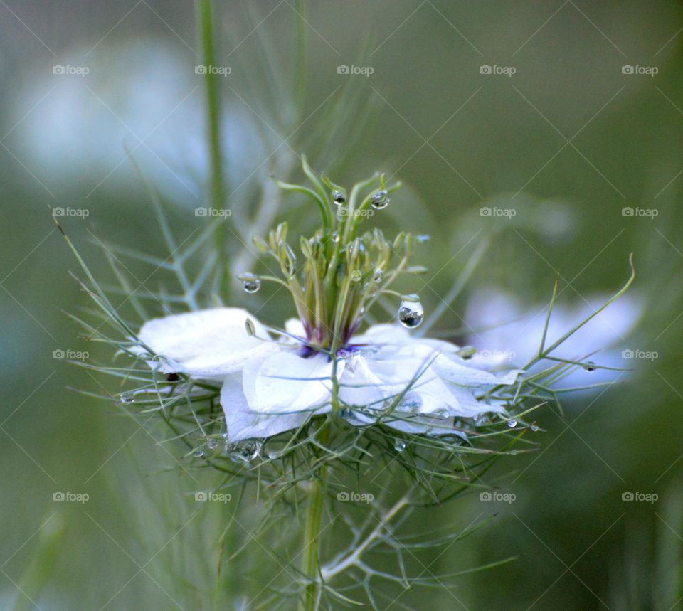 Water 💧 drops on a flower growing in a community garden