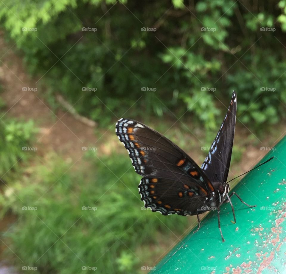 Butterfly on railing