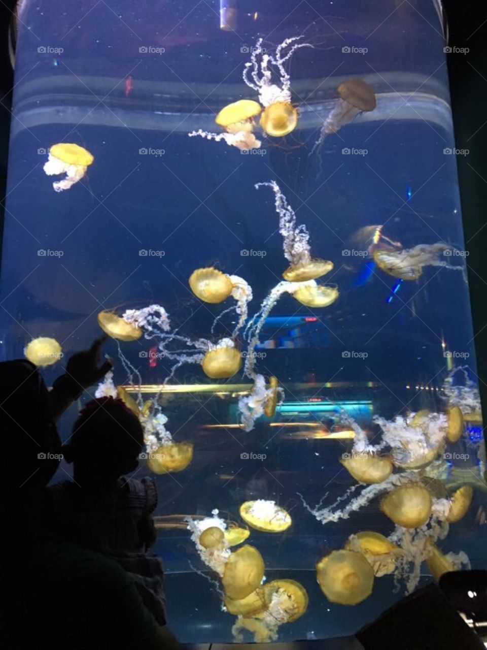 A parent showing jellyfish to their child 