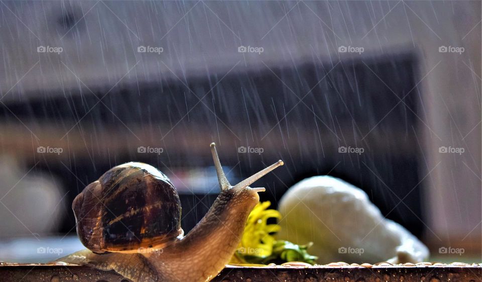 snail lifting his head to enjoy a sprayed water shower with yellow dandelion flower in the background