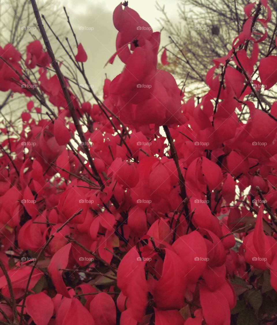 seeing the city for its immaculate shrubs