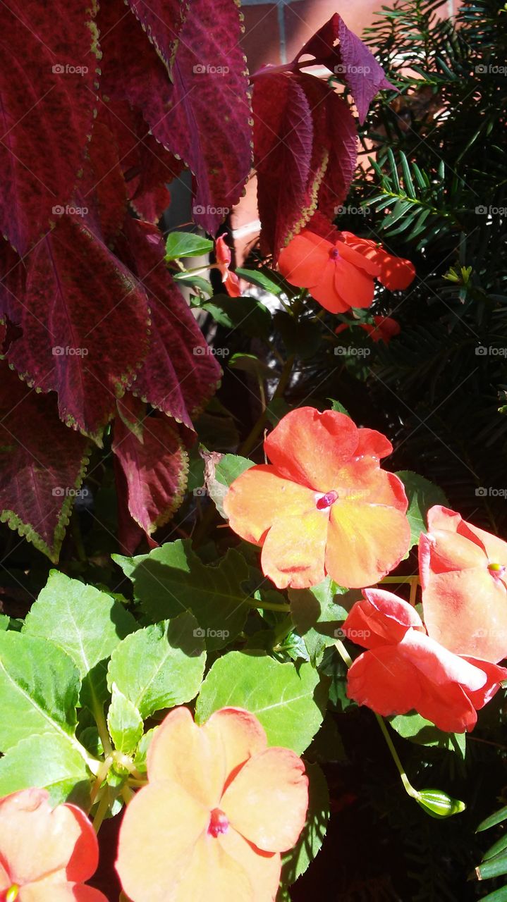 Leaf, No Person, Nature, Flower, Flora