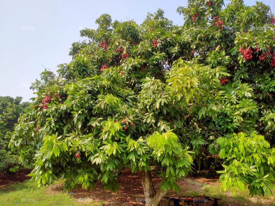 the beautiful tree 🌲 of lucchi