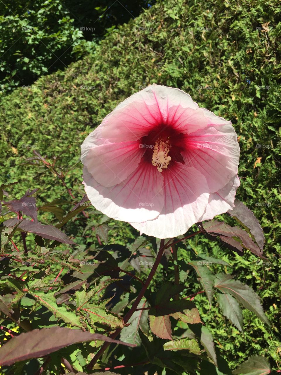 Flora pink floppy flower