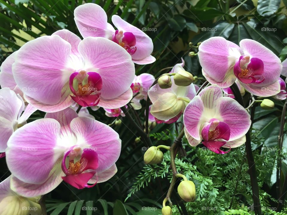 Close-up of blooming orchids