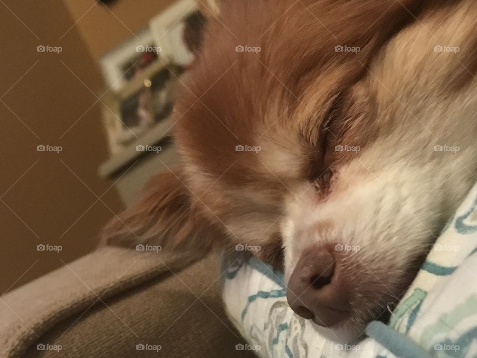 Dog face sleeping 