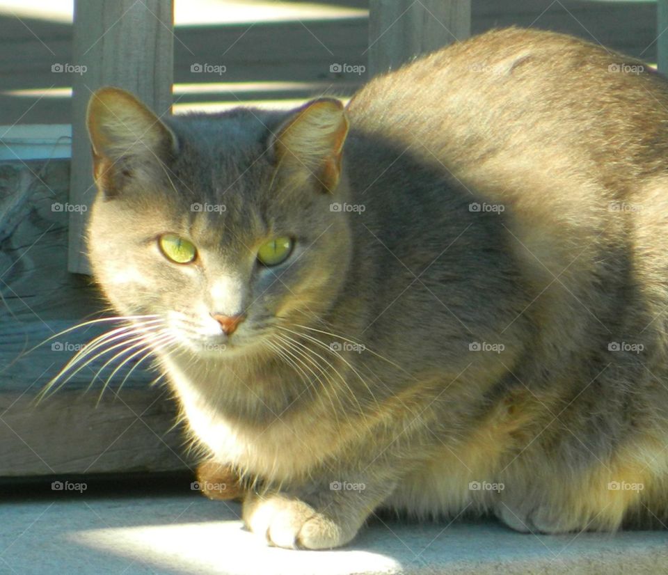 Gray Feral cat sunbathing on Okaloosa Island