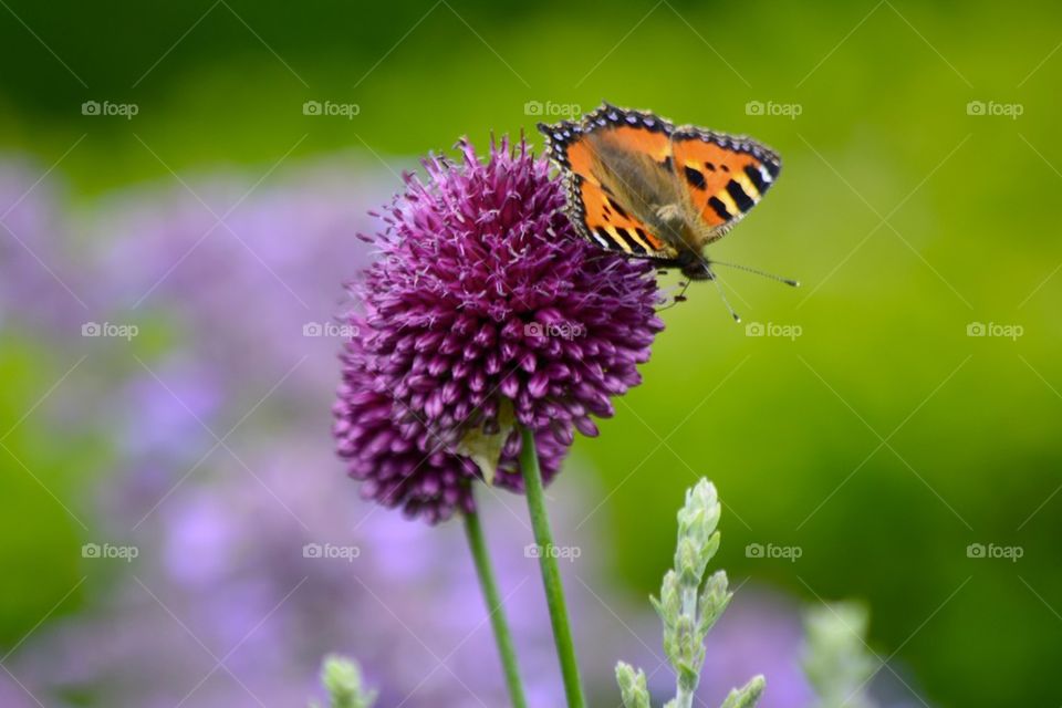 green flower purple butterfly by faabix