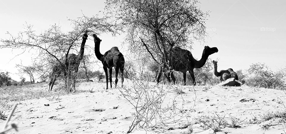 the black side of deserts