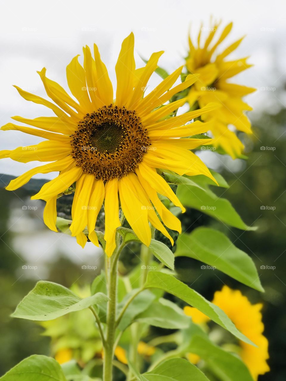 Sunflower in mom’s garden
