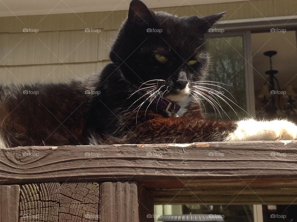 A close up photo of my black and white tuxedo cat.