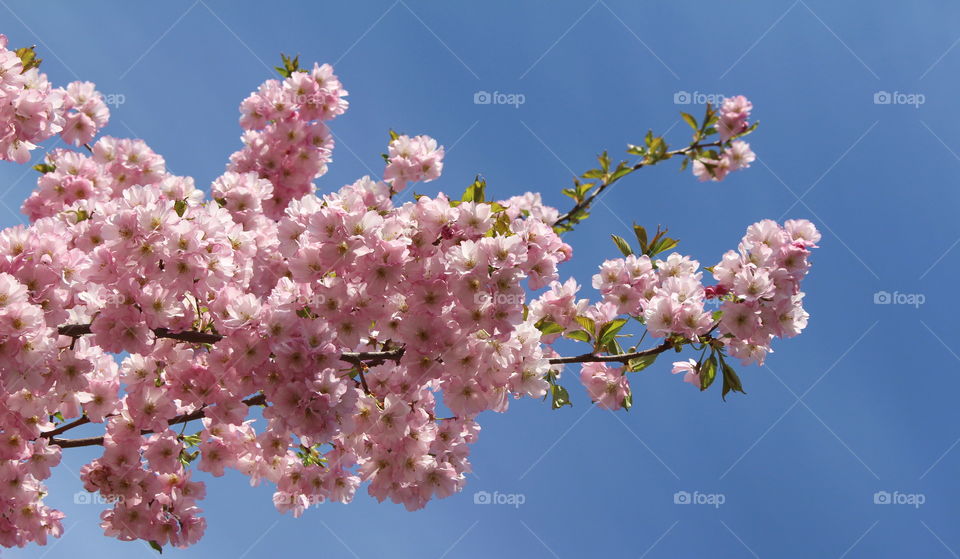 Low angle view of cherry blossom