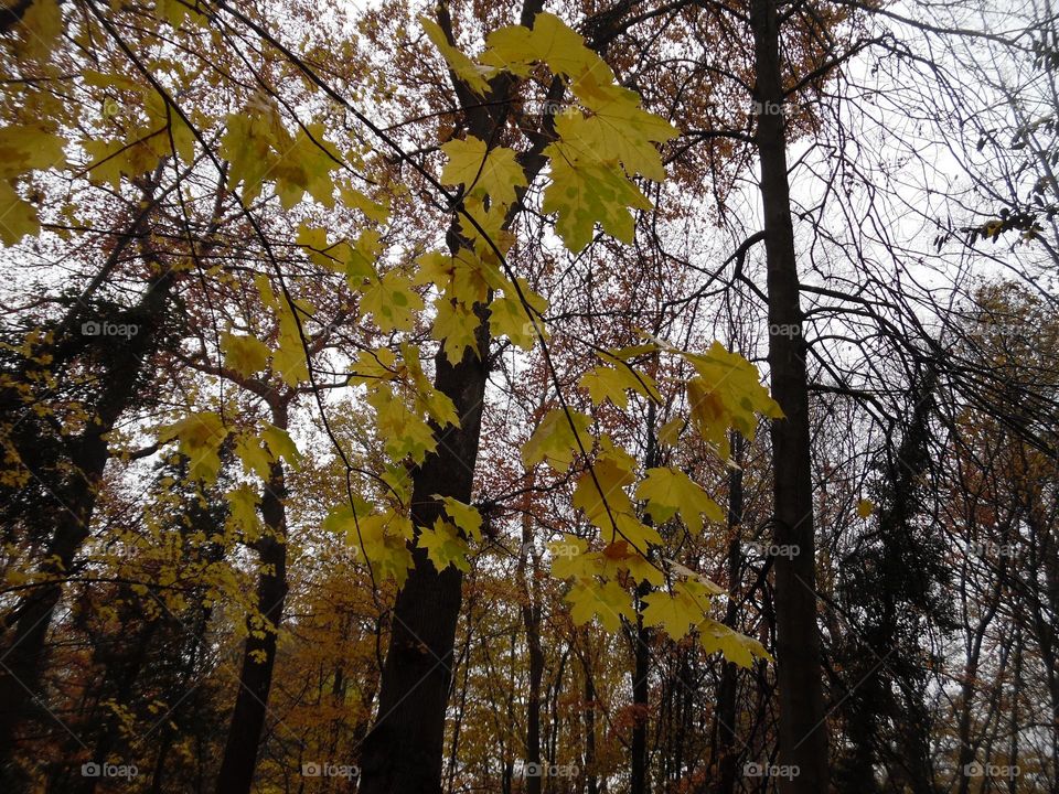Parc de Mariemont, la Louvière