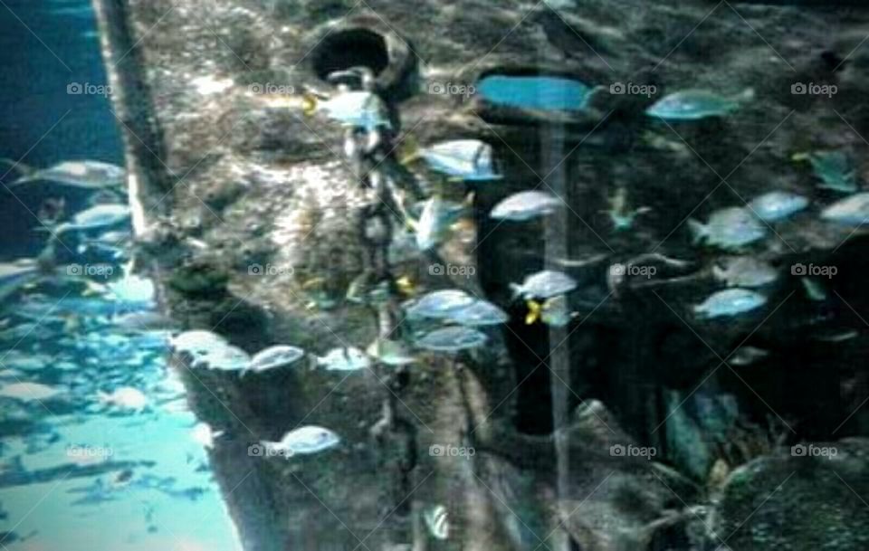 Ripley's aquarium