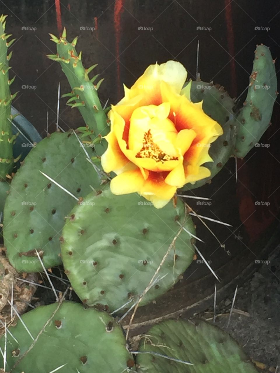 Cactus in bloom
