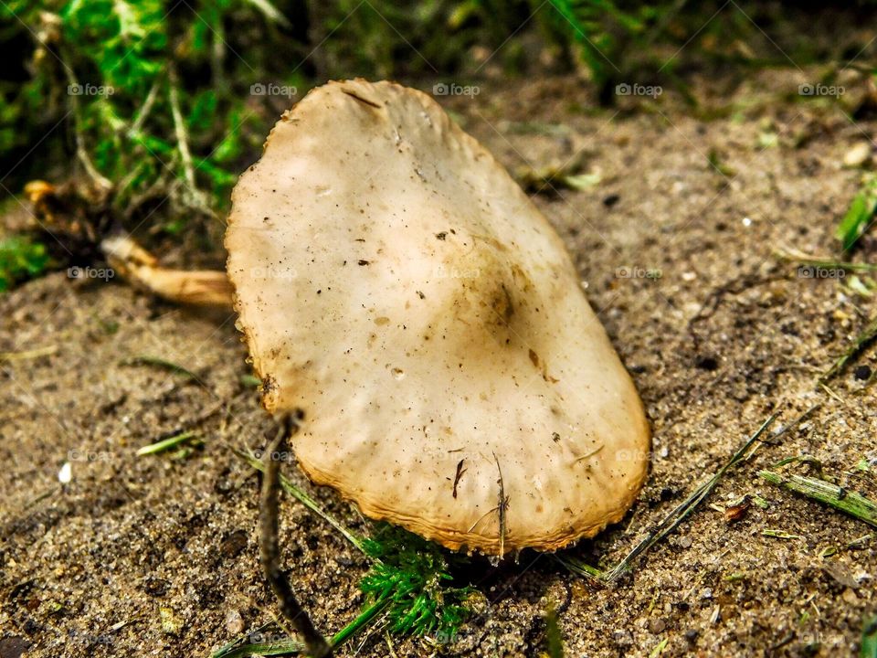 Closeup of a mushroom on the ground  
