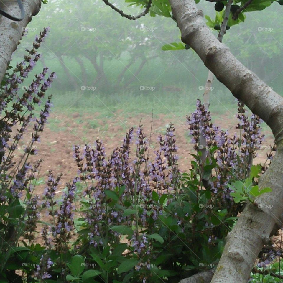 Beautiful purple flower