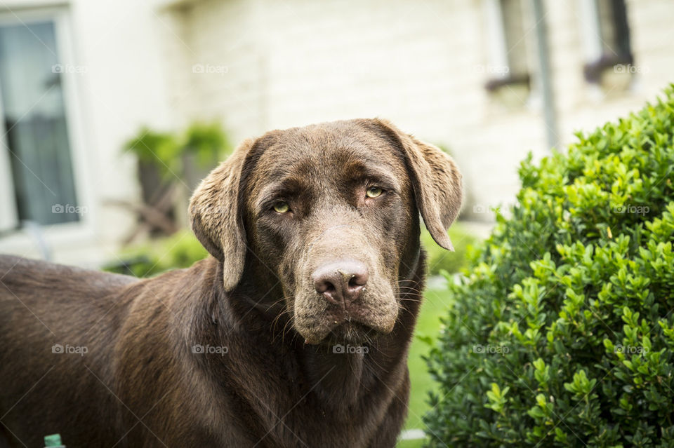 Labrador dog in garden