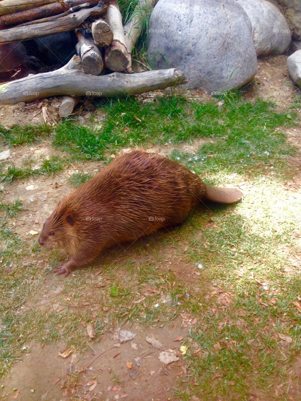 Beaver strolling . Adult beaver on a walk at the zoo