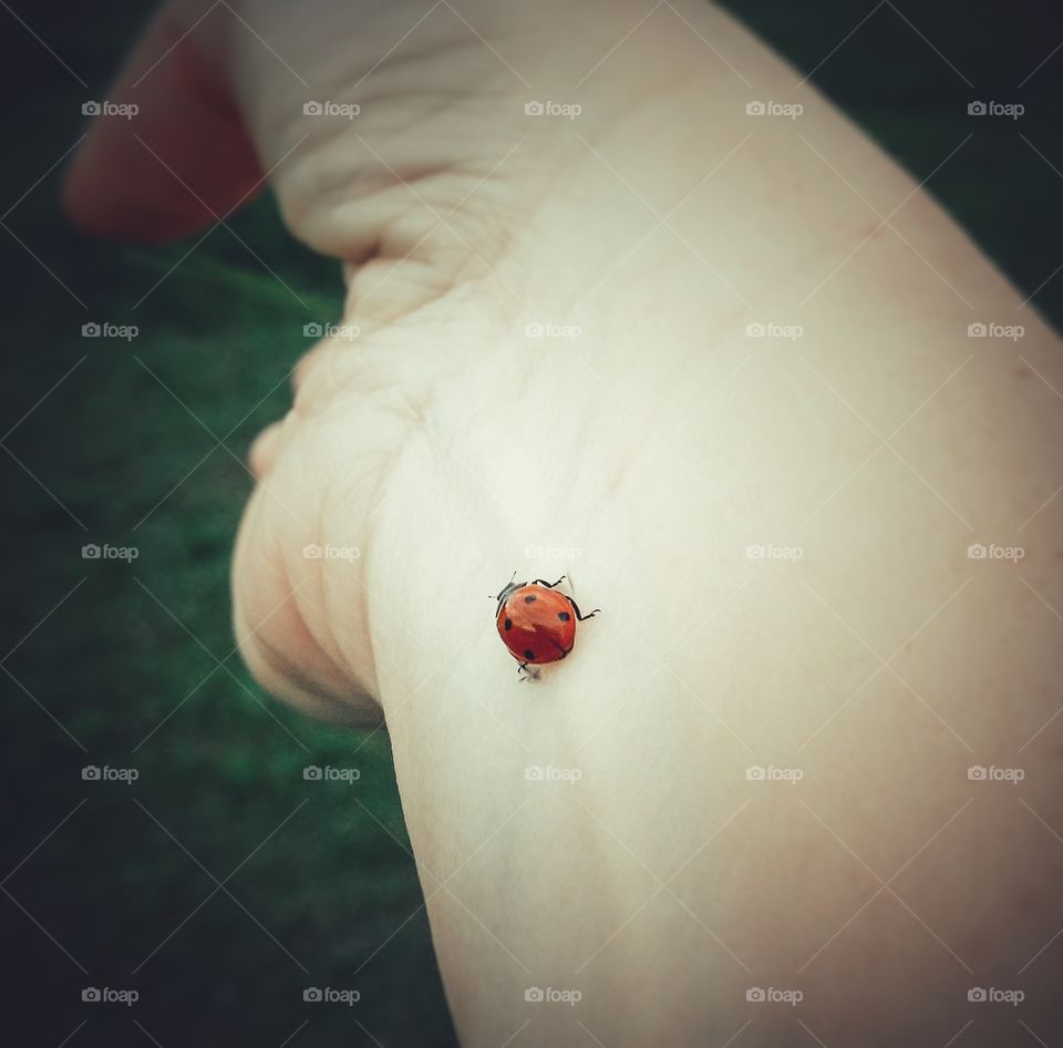 Ladybug Crawling on an Arm