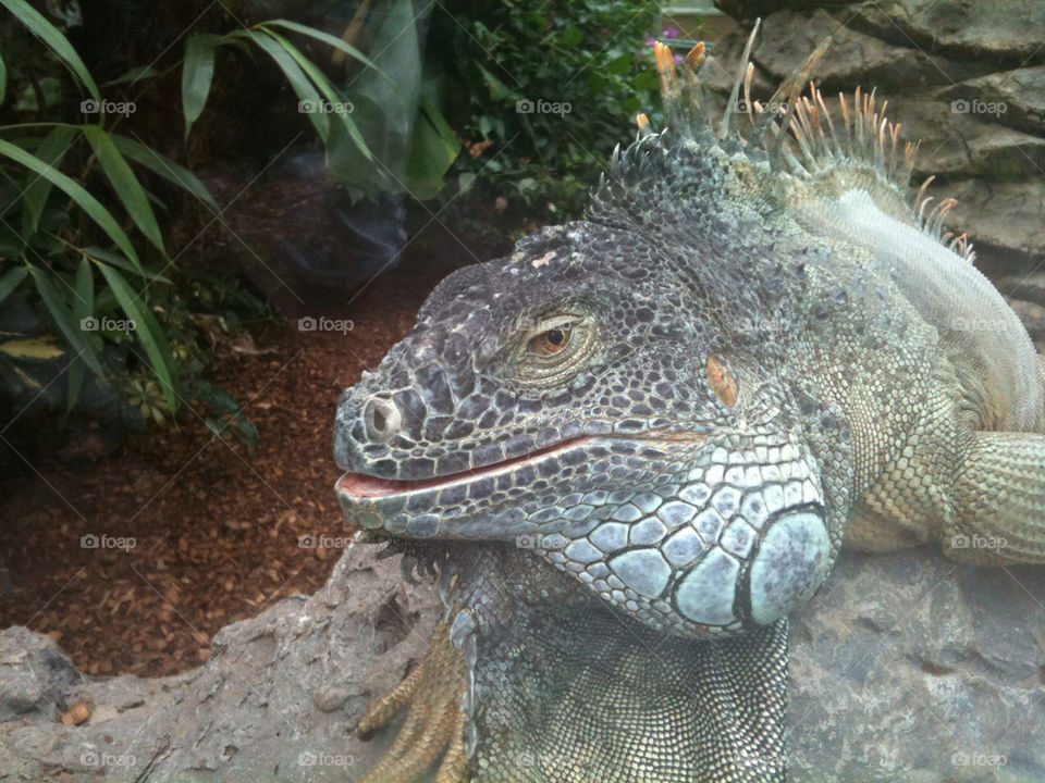 iguana tenerife parque loro by ritchie7188